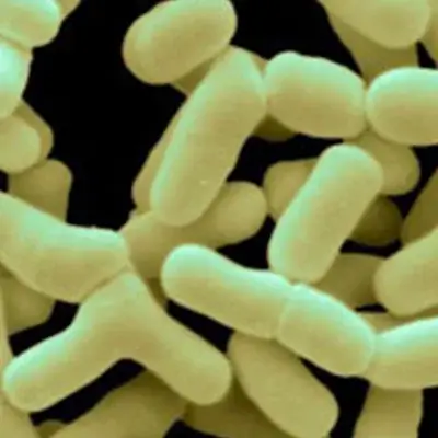 Bifidobacterium Bifidum strain used in Dentpure dental supplements